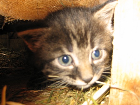 katze